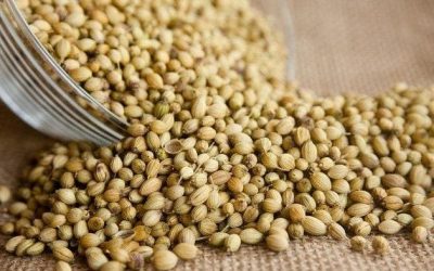 Apa itu Enzim Bagi Tips Diet yang Sehat?