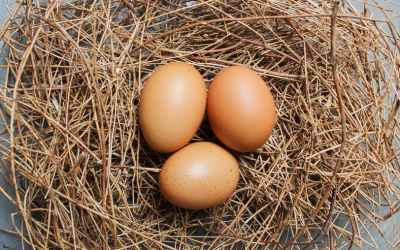 20 Makanan Sumber Protein untuk Menurunkan Berat Badan Bagian 1